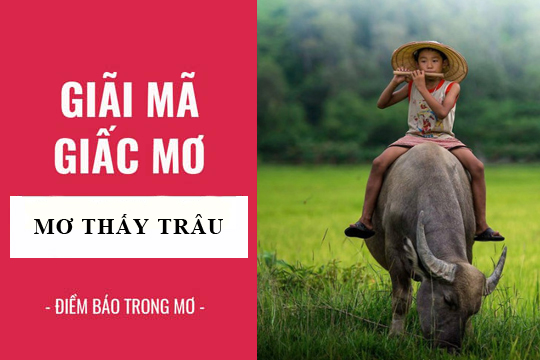 Giấc mơ thấy trâu: Báo hiệu tốt hay xấu? Con số may mắn nào?